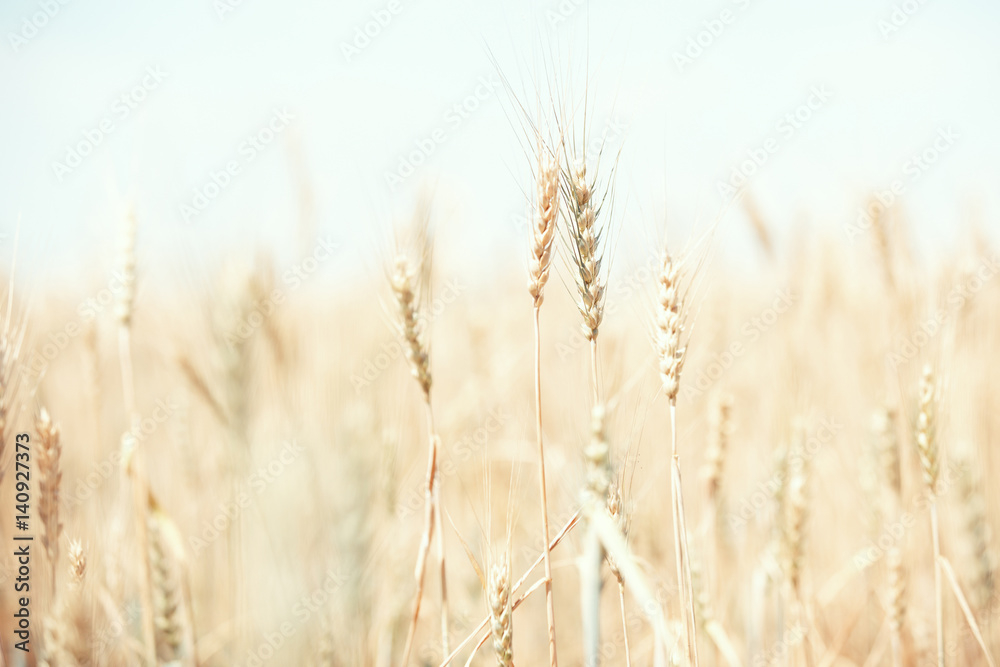 Wheat field Wheat field