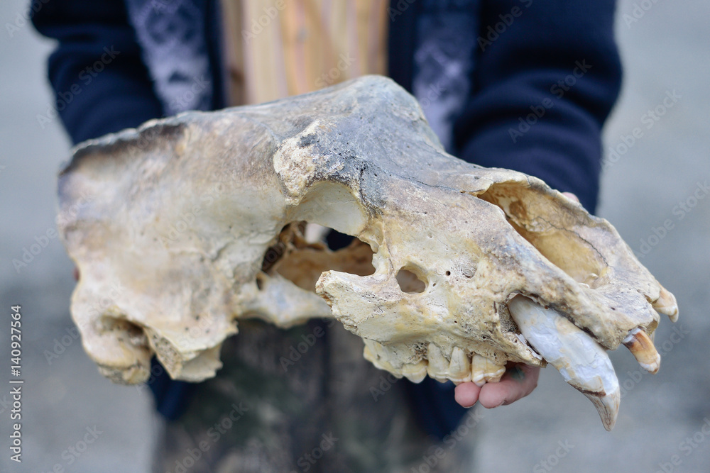 the skull of a cave bear in the hands of men the skull of a cave bear in the hands of men