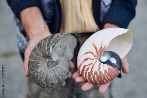 ammonite ancient archaeologist in the hands of the scientist, the concept of the history of the prehistoric era photo