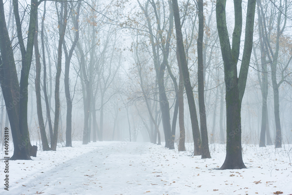 Obraz premium winter alley. Foggy view. The off-season between winter and spring.