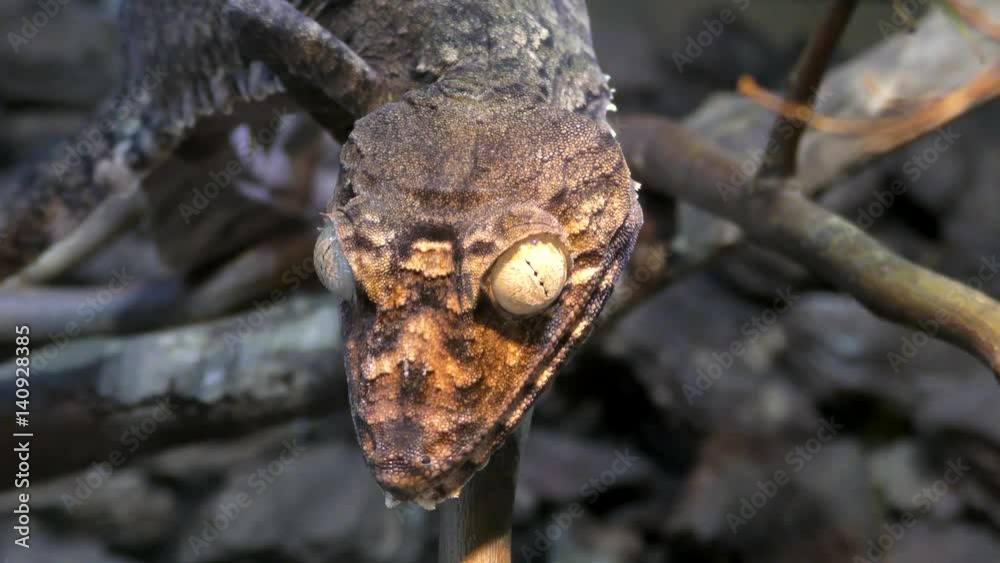 Portpait of Henkel's Leaf-tailed Gecko, Uroplatus giganteus sitting on a branch
Portpait of Henkel's Leaf-tailed Gecko, Uroplatus giganteus sitting on a branch
