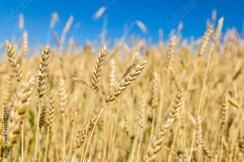 ears of wheat