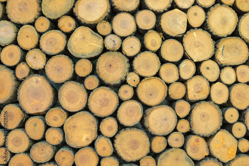 Seamless wood texture of cut tree trunk