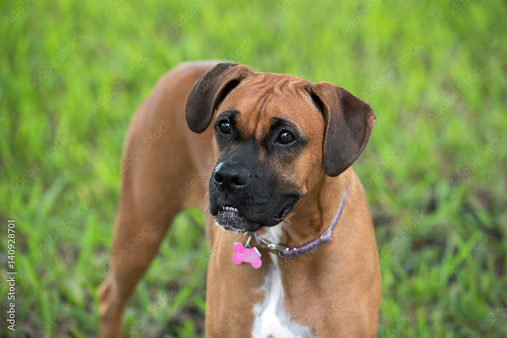 Beautiful female boxer dog outdoors Beautiful female boxer dog outdoors