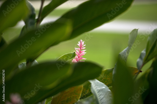 Exotic tropic ginger flower 