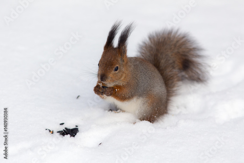 squirrel in winter day
