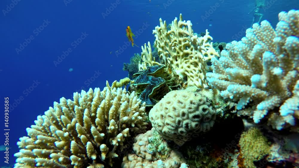 Life in the ocean. Tropical fish and coral reefs. Beautiful corals. Underwater life in the ocean. Minimal video processing. Natural environmental conditions. Life in the ocean. Tropical fish and coral reefs. Beautiful corals. Underwater life in the ocean. Minimal video processing. Natural environmental conditions.