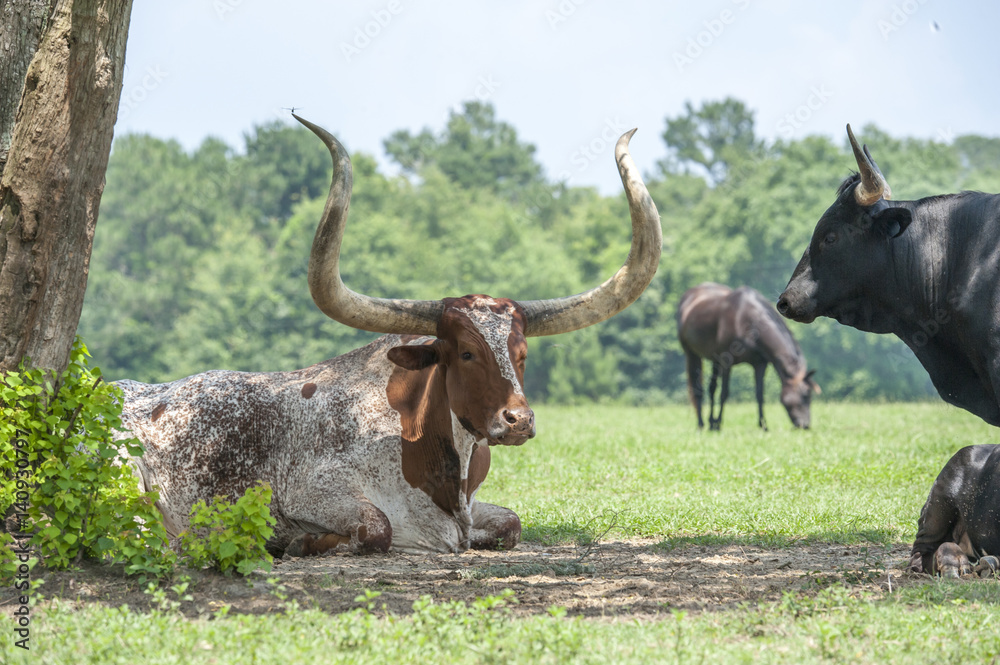 African Watusi and Texas longhorn cattle in pasture African Watusi and Texas longhorn cattle in pasture