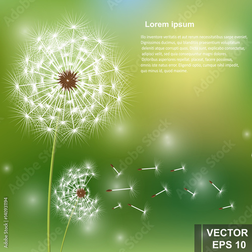 Dandelion. Flower. Fresh air. For your design.