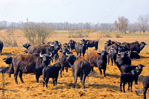 Buffaloes, Apajpuszta, Hungary © nyiragongo
