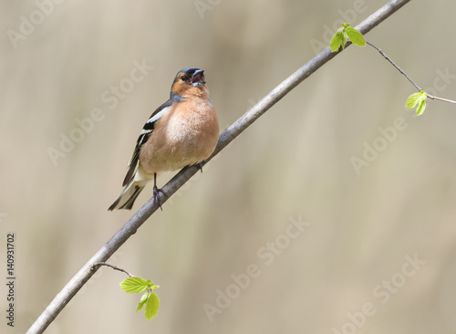 the male birds of the Finch sings in the woods surrounded by young leaves