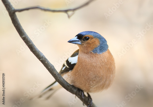 the portrait of a bird Chaffinch in spring on a Sunny day
