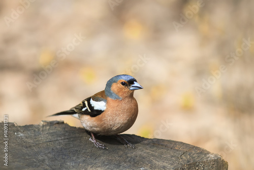 portrait birds Chaffinch on a tree stump on a Sunny day
