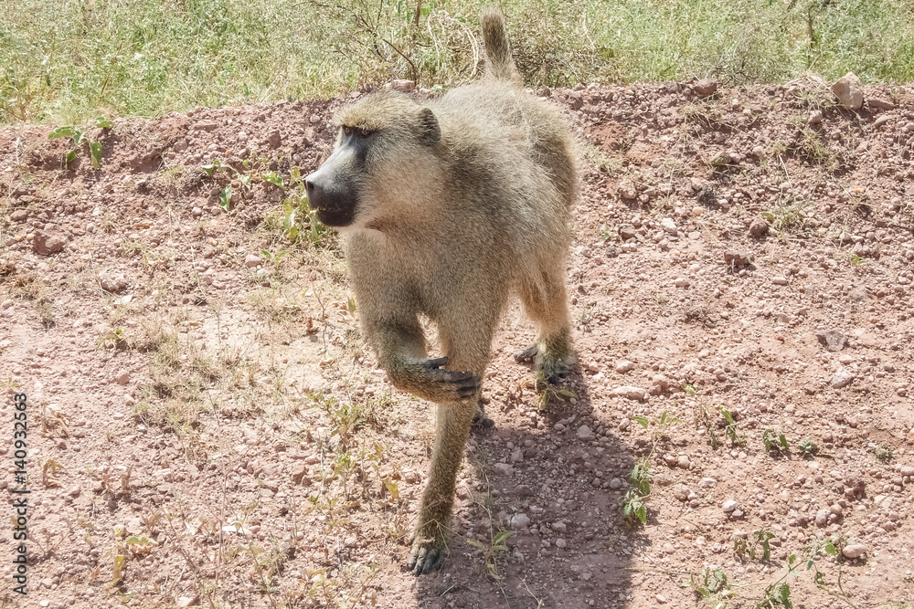 Obraz premium Baboon