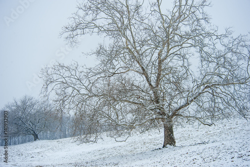 Tree skeletons in snow covered pasture © Mark J. Barrett