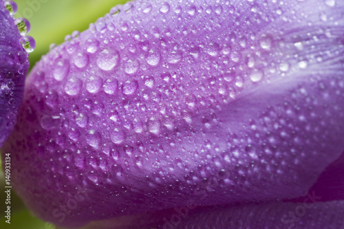 Morning dew on a tulip purple detail