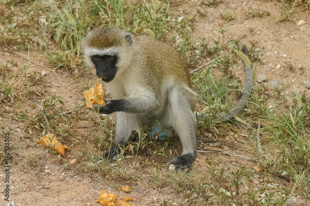 Obraz premium Baboon