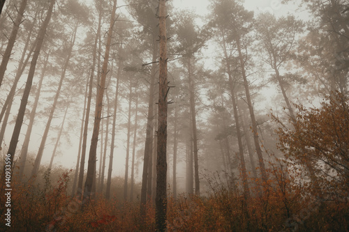 Foggy forest in autumn © niromaks