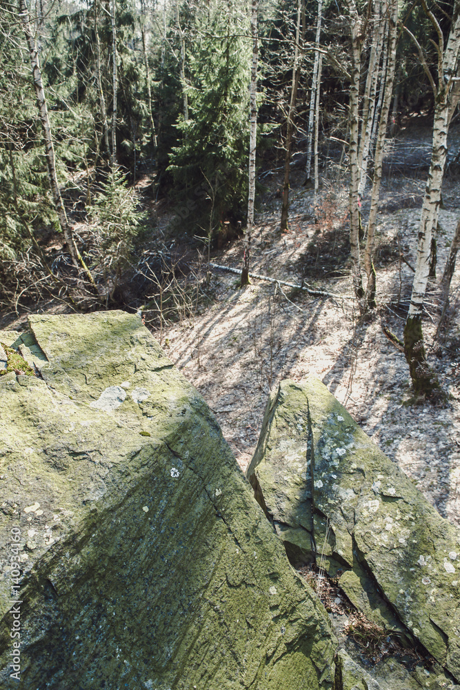 rocks in forest