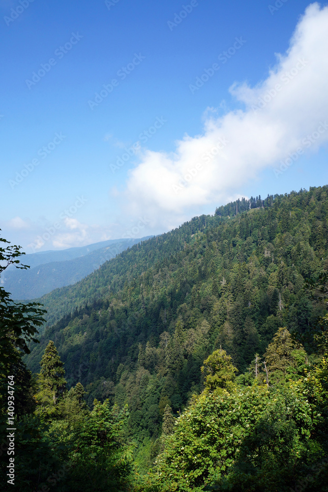 Fototapeta premium mountains covered with coniferous and deciduous trees, and clouds.