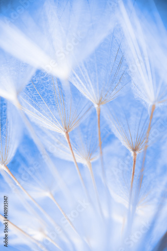 Abstract macro photo of plant seeds at a morning