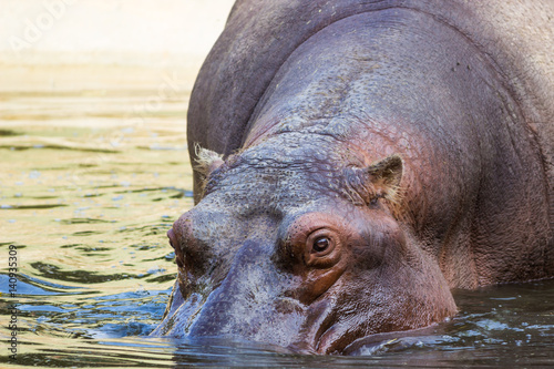 Close up of a hippopotamus