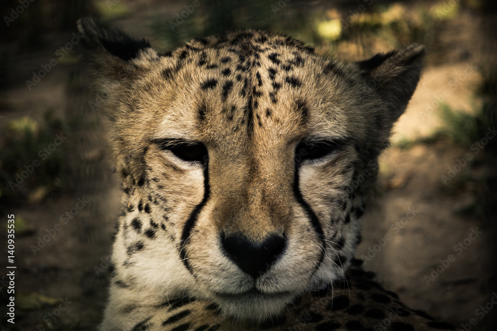 Closeup of a cheetah Closeup of a cheetah