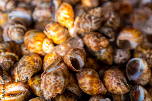 Canvastavla The snails