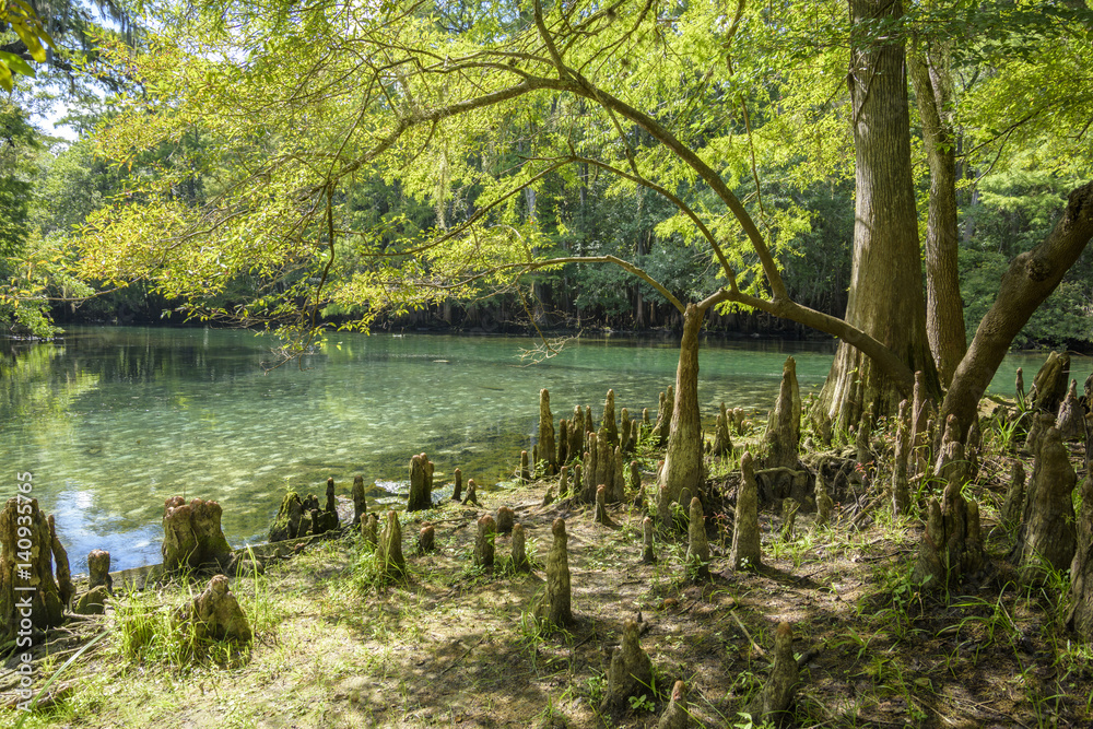 Cypress knees line the river bank at Manatee Springs State Park Cypress knees line the river bank at Manatee Springs State Park