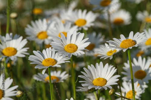 field daisy closeup