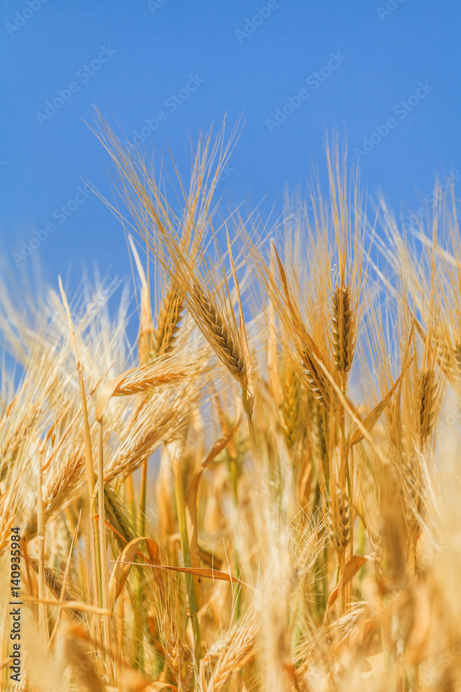 ears of ripe wheat ears of ripe wheat