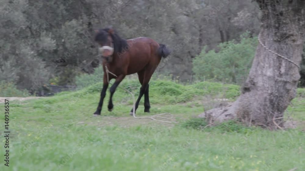 Stallion at a leash attached to a tree in Greece, Crete Stallion at a leash attached to a tree in Greece, Crete