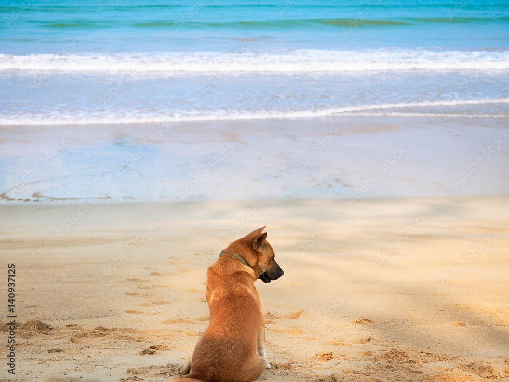 Dog relaxing on the beach in summer.