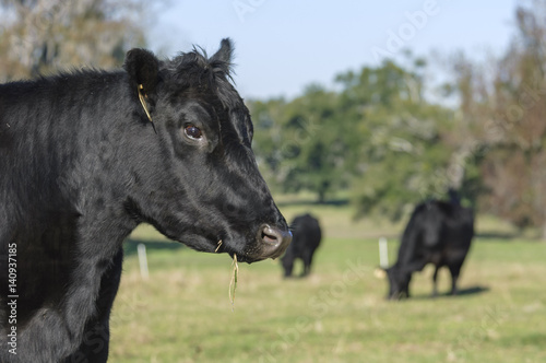 Angus Cattle in pasture