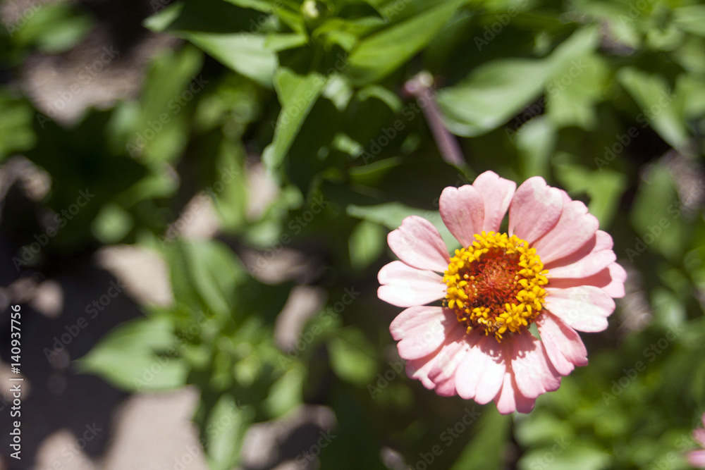 Obraz premium Flower