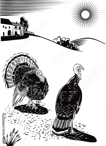 Two turkeys scratching near a farm.