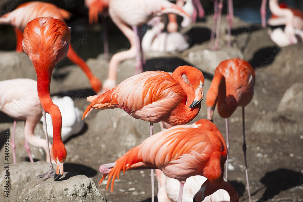 Fototapeta premium Flamingo