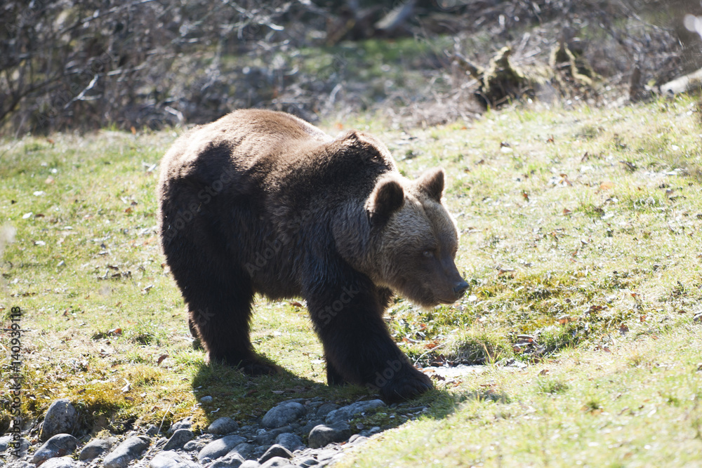 Fototapeta premium Braunbär