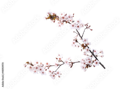 Cherry blossom branch  isolated on white background