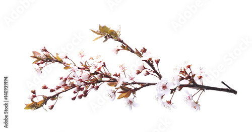 Cherry blossom branch, isolated on white background