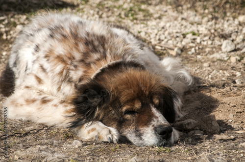 Mountain shepherd guardian dog resting in rural village garden
