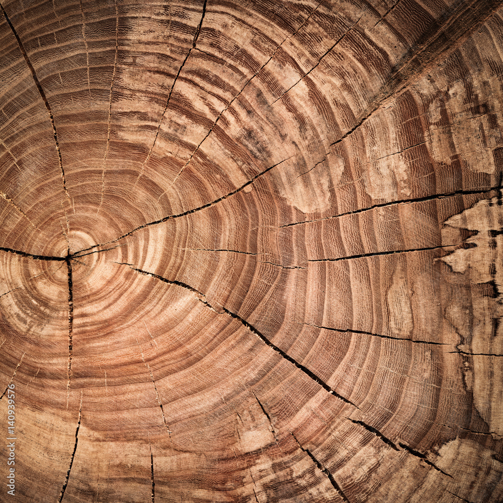 Naklejka premium tump of oak tree felled - section of the trunk with annual rings.