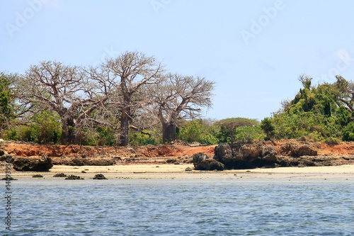 Kenyan marine life