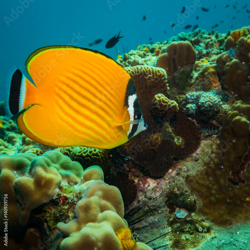 Butterflyfish