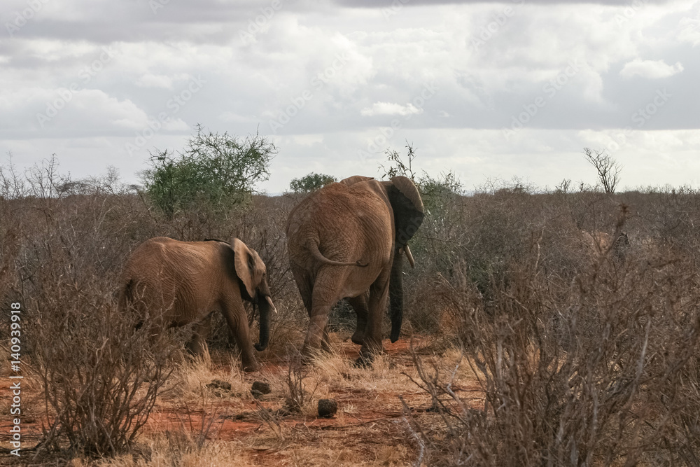 Fototapeta premium Elephant