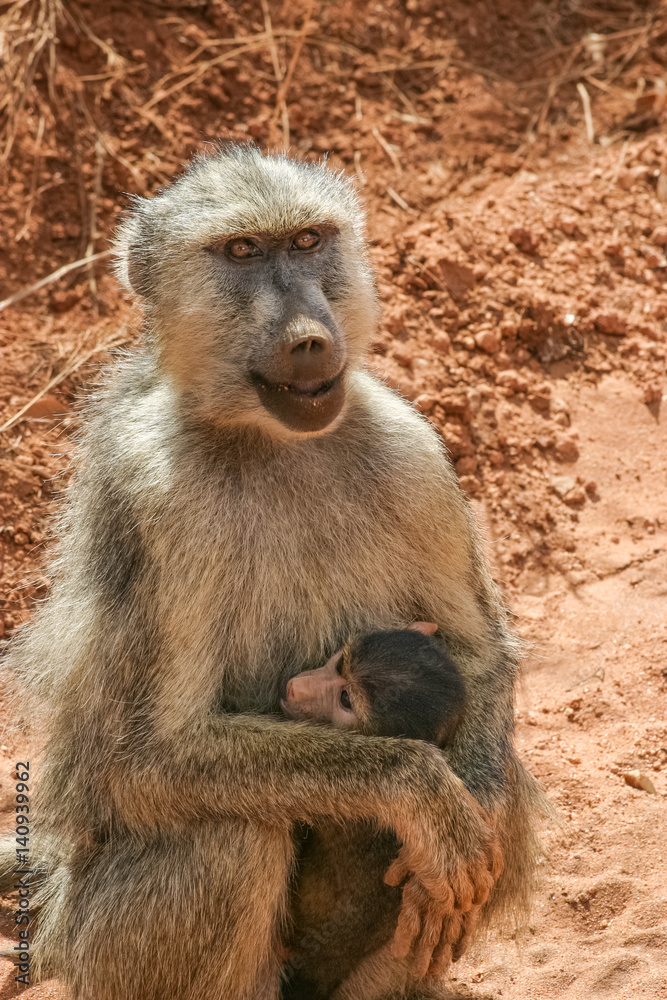 Fototapeta premium Baboon