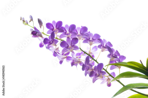 Beautiful purple orchid flowers branch isolated on white background