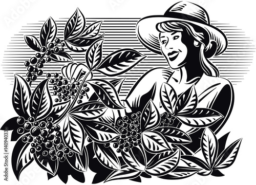 Girl, which collects coffee on a plantation.