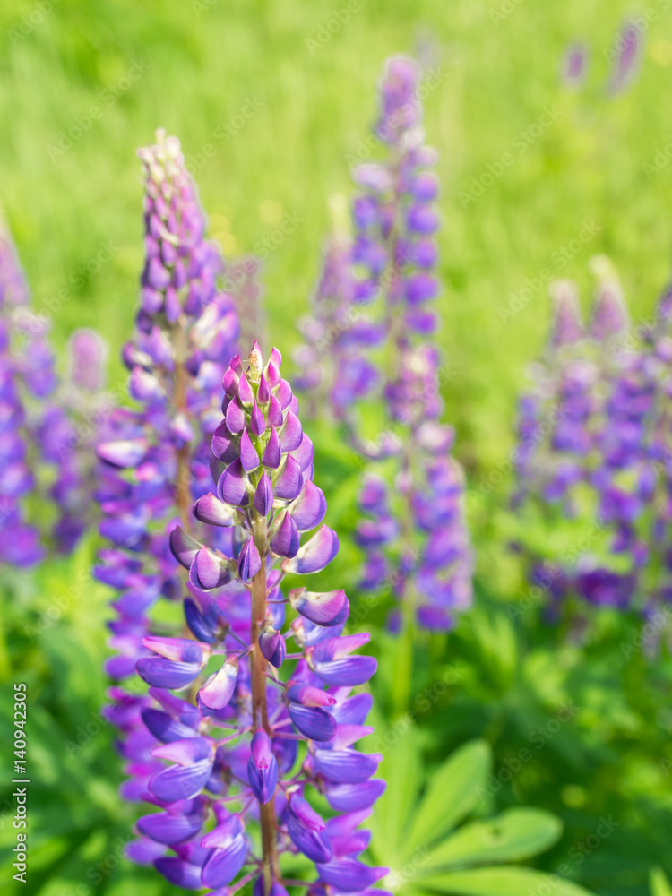 Purple lupin field with solar, Violet flowers and green field at summer day. Violet lupines with solar. Purple flowers background Purple lupin field with solar, Violet flowers and green field at summer day. Violet lupines with solar. Purple flowers background