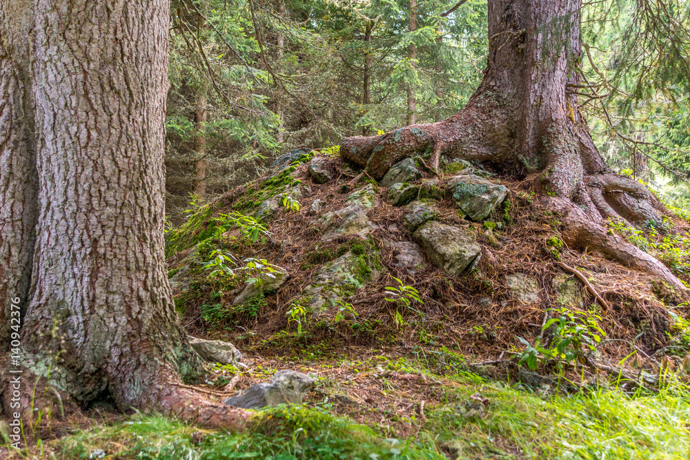 Wurzeln von Zirbenbäumen überwuchen den Waldboden